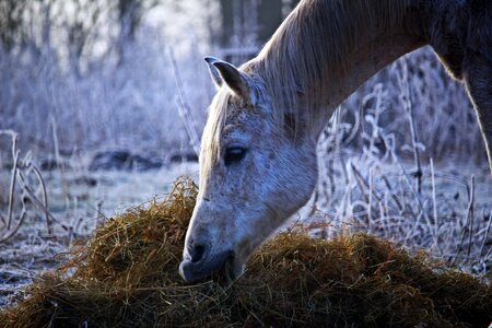 Frozen feeding hay