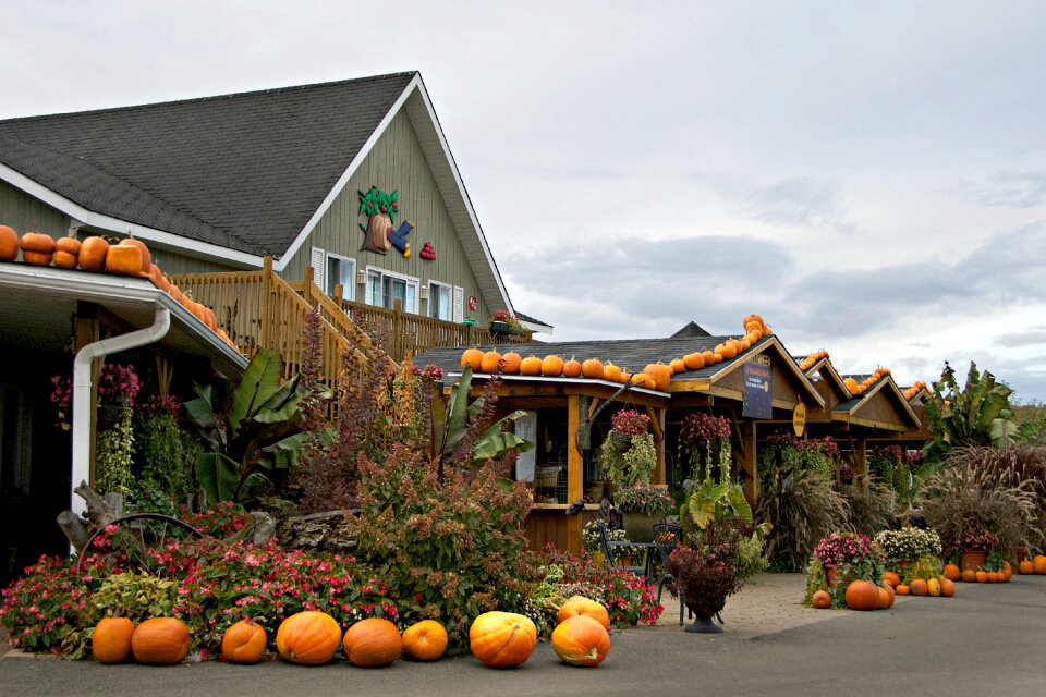 Pumpkins decoration fall