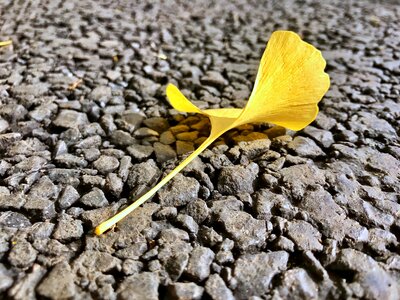 One slice beautiful leaf