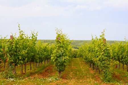 Grapes viticultural hill