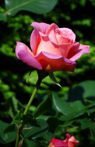 Rose summer flower photo
