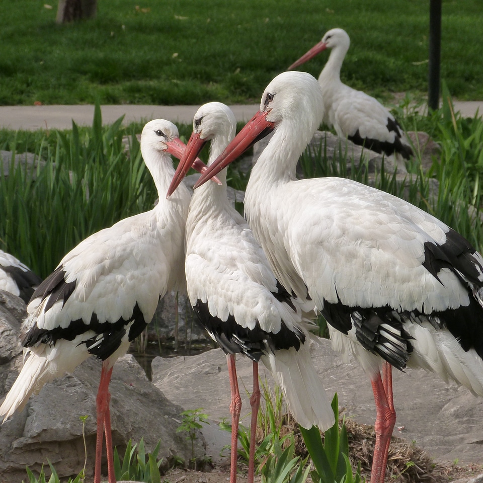 Spring nature feathered race