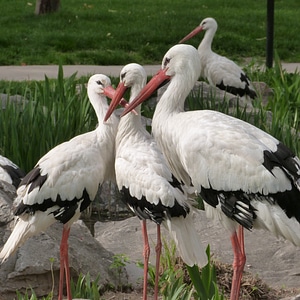 Spring nature feathered race