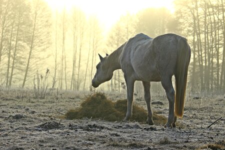 Pasture morning mist mood photo