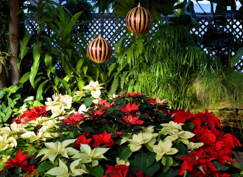 Flowers holiday xmas
