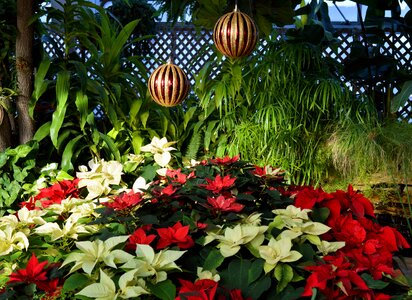 Flowers holiday xmas