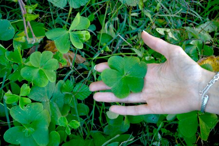 Clover hand grass photo