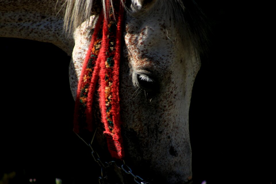 Grassland light animal