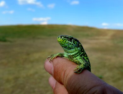 Green lizard scales wild
