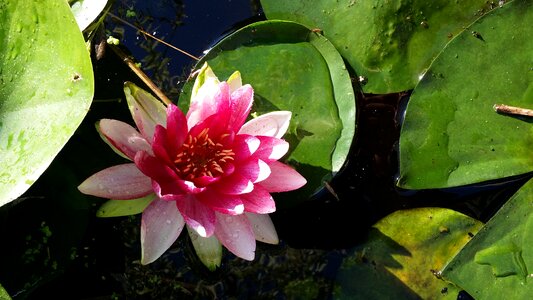 Water lily ditch summer