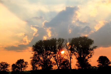 Romance treetop trees