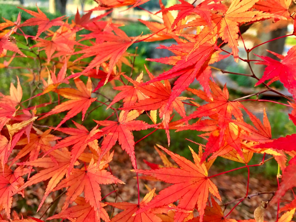 Beautiful leaf bright
