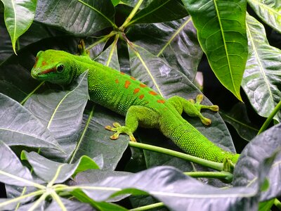 Lizard animals green