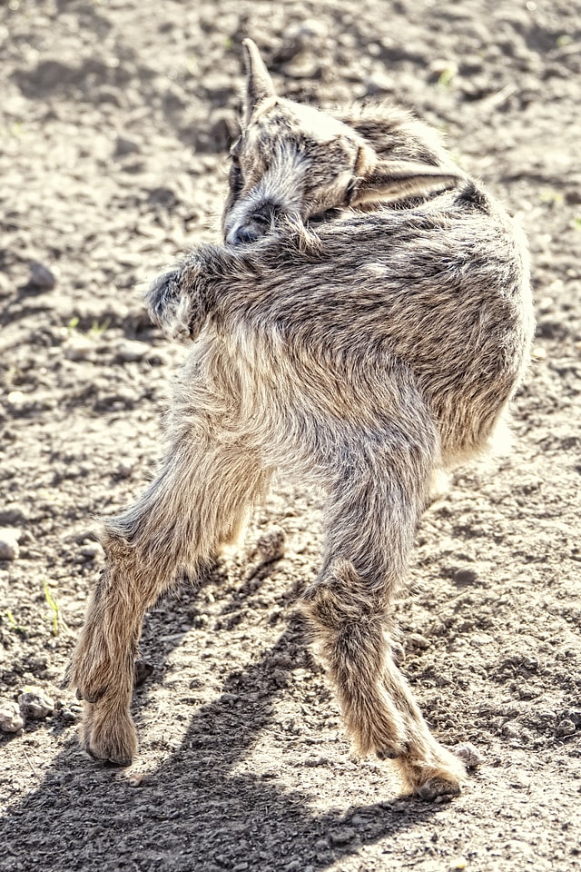 Shaky fur goat