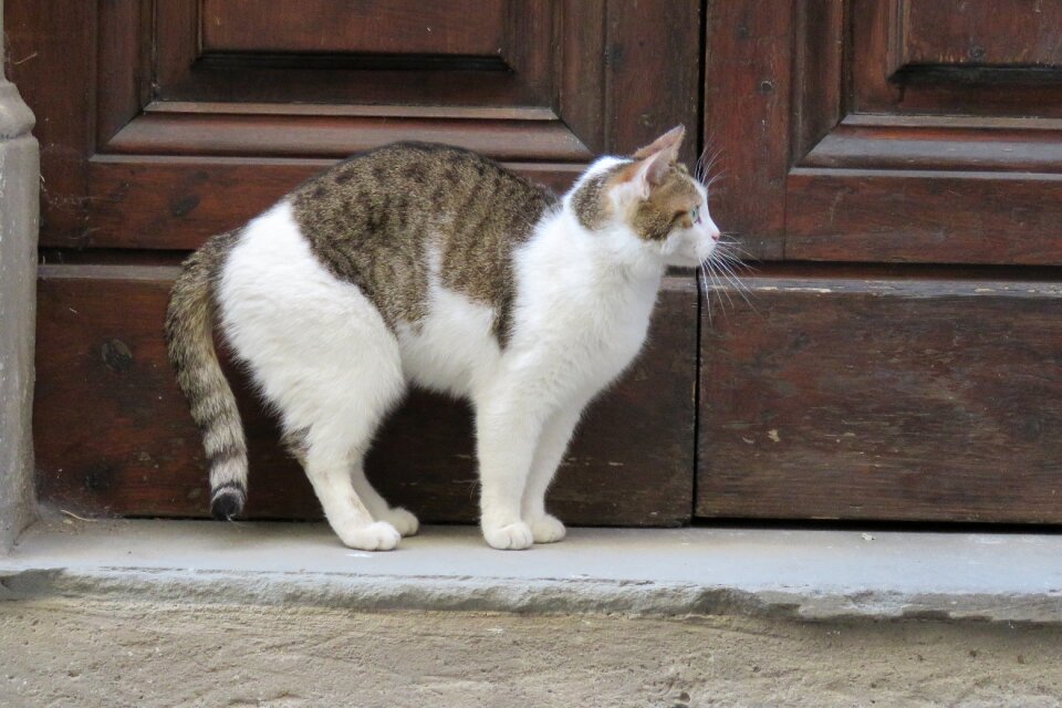Pet italy florence