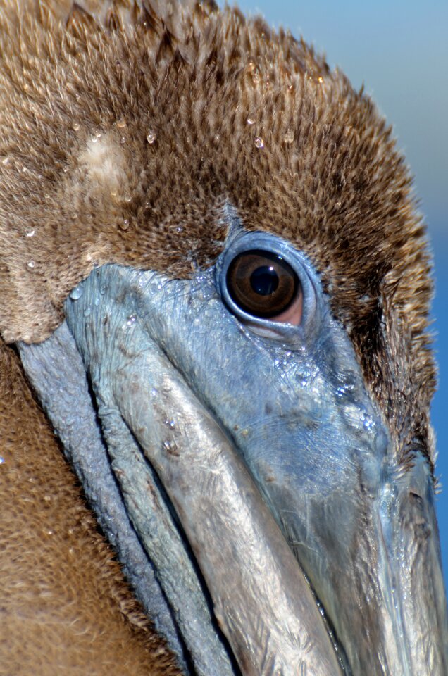 Pelican closeup avian