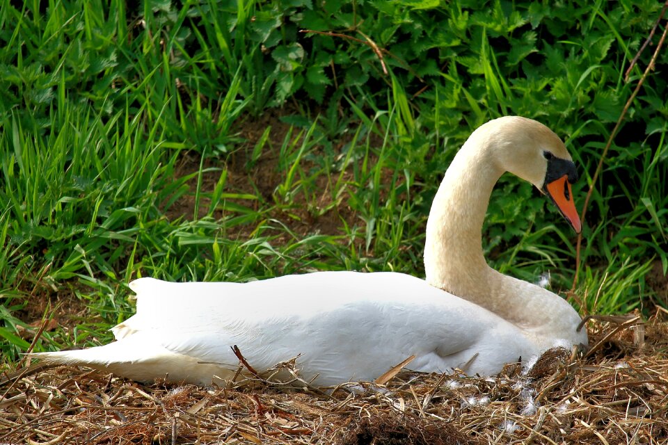 White plumage water bird