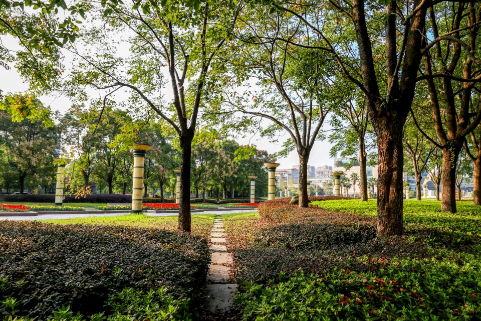 Zhejiang university park tree