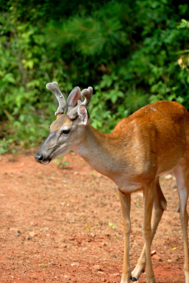 Animal wildlife mammal photo