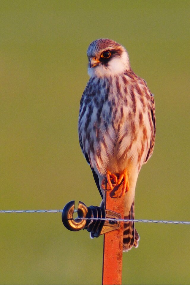 Raptor nature wild