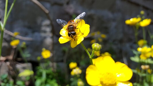 Spring pollen insect
