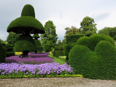 Garden shrub plants photo