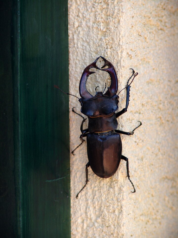 Beetle stag beetle nature