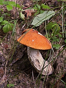 Mushrooms sheet wild strawberry