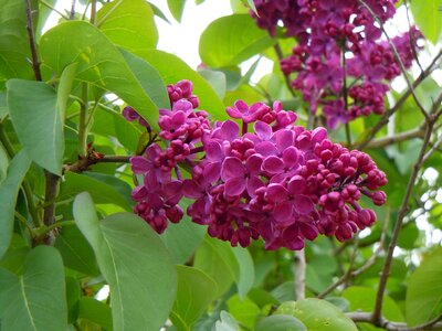 Flower bloom spring