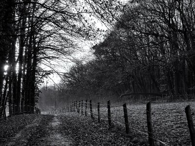 Trees lane fence