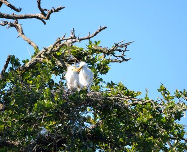 Avian tropical egret