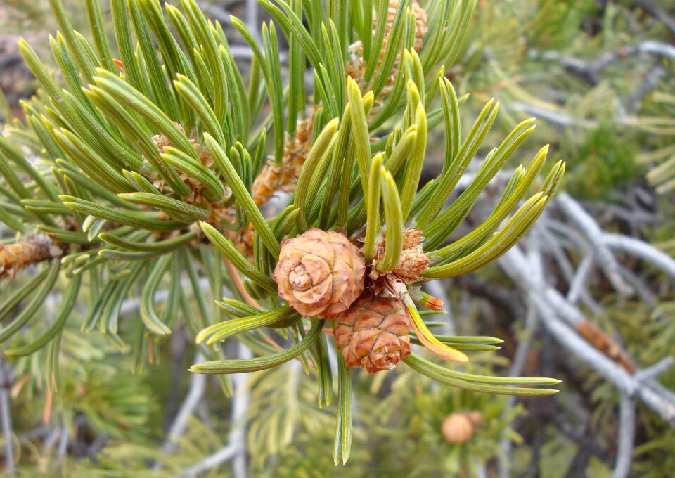 Pinecones cones winter