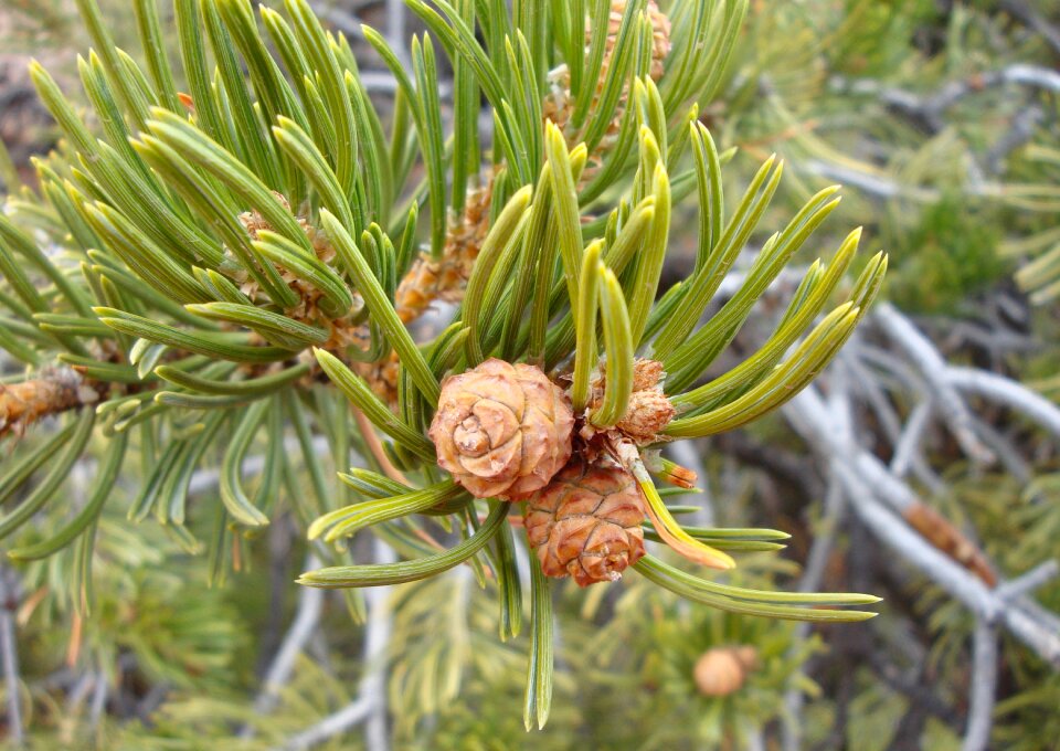 Pinecones cones winter photo