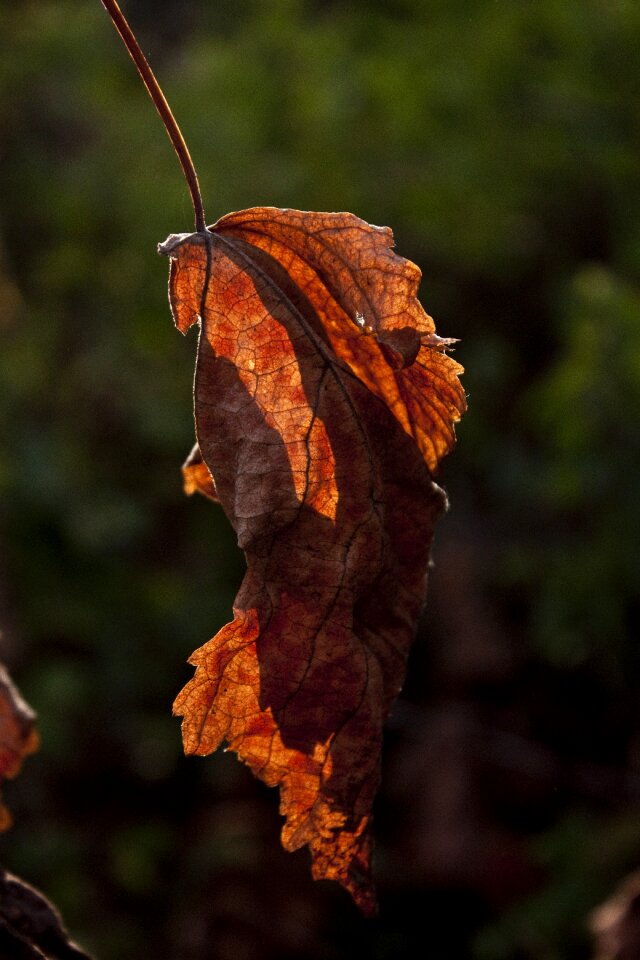 Reverse light plant branch