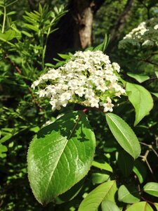 Bloom plant spring