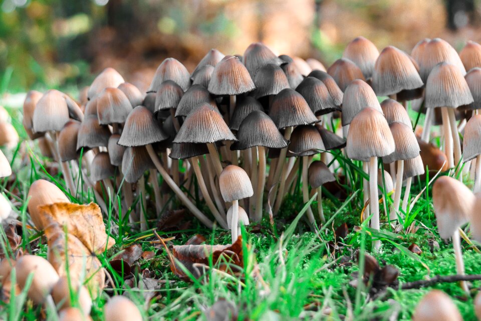Forest floor forest autumn