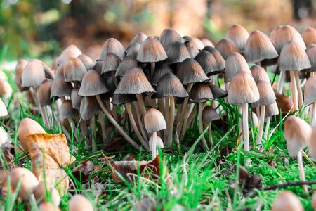 Forest floor forest autumn