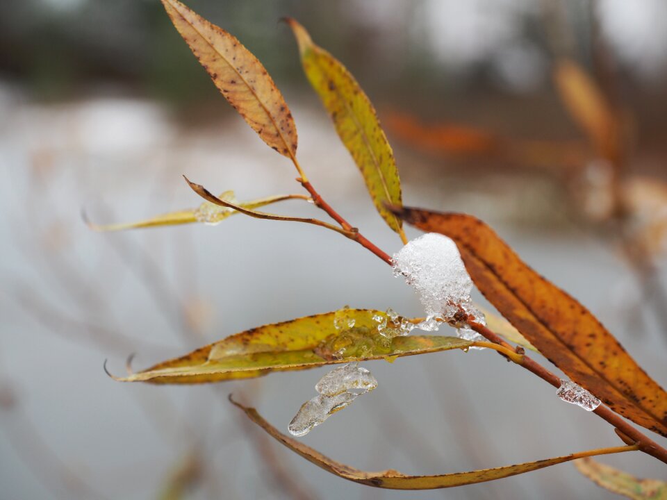 Photo snow nature