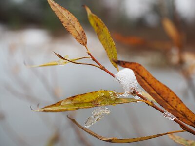 Photo snow nature