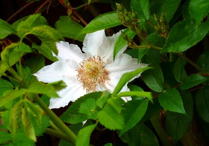Prevalence rose hellebore anemone blanda