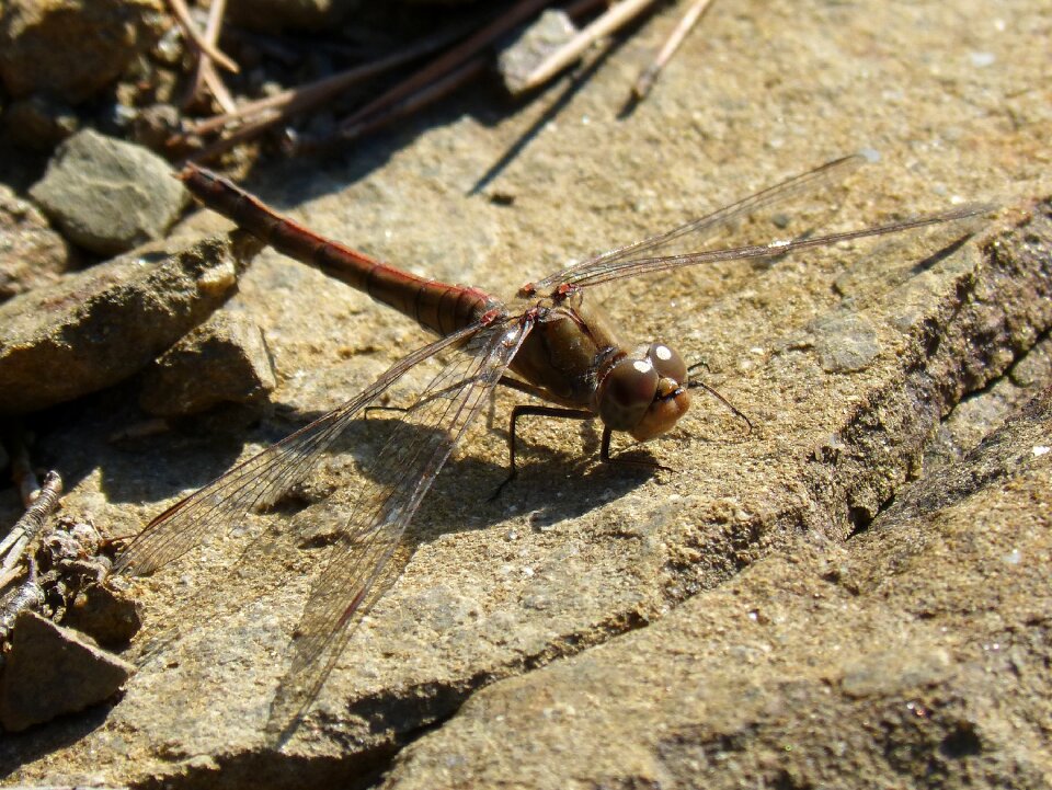 Detail sympetrum striolatum rock