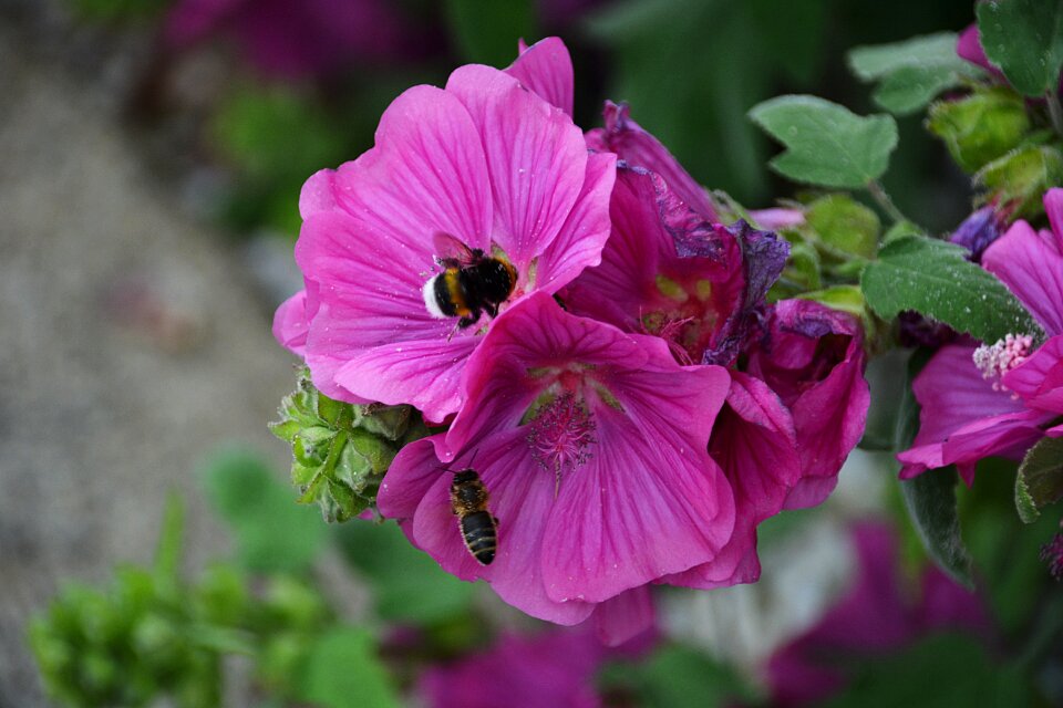 Insect forage garden