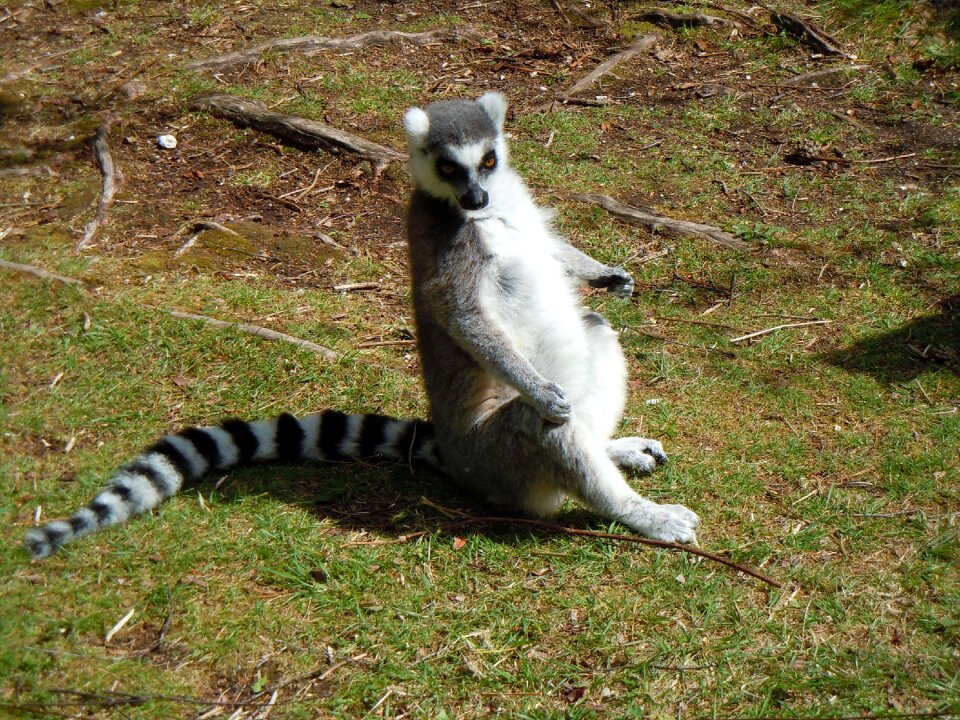 Animal wildlife monkey