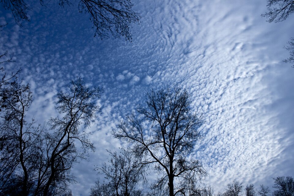 Leaves sky silhouette
