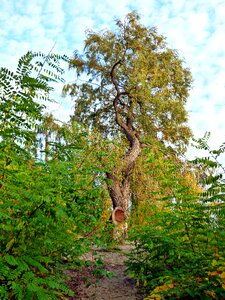 Fleecy autumn walk blue photo