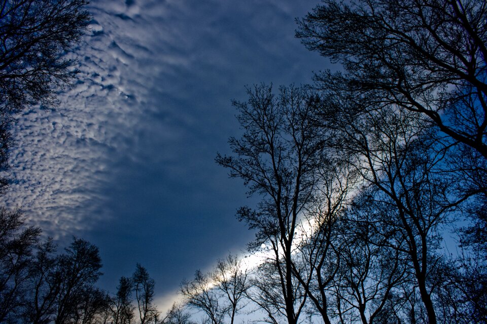 Leaves sky nature