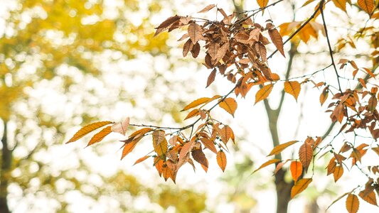 Yellow leaves photography section