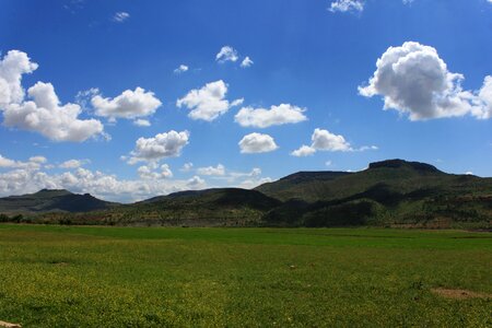 Field grass green