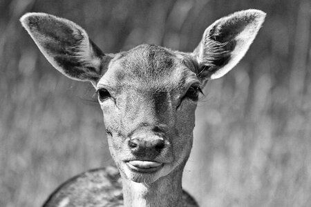 Nostalgic animal roe deer photo