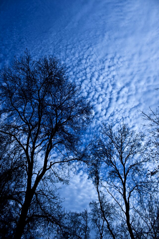 Reverse light sky leaves